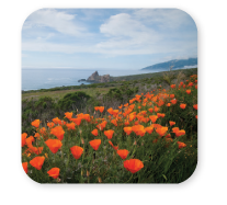 Field of poppies